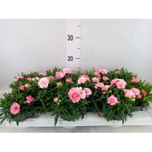 Dianthus  'Oscar Pink'