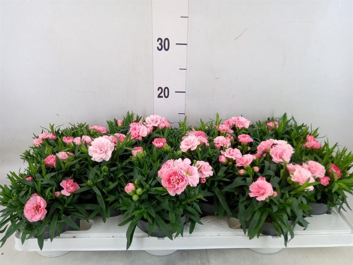 <h4>Dianthus  'Oscar Pink'</h4>