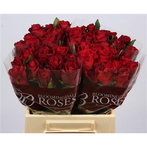 R Gr Ever Red