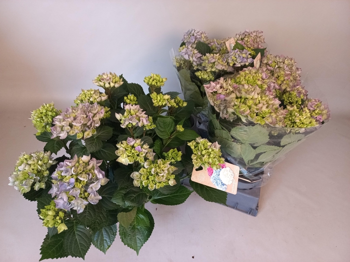 <h4>HYDR M HI RIVER</h4>