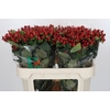 Hypericum Magical Triumph
