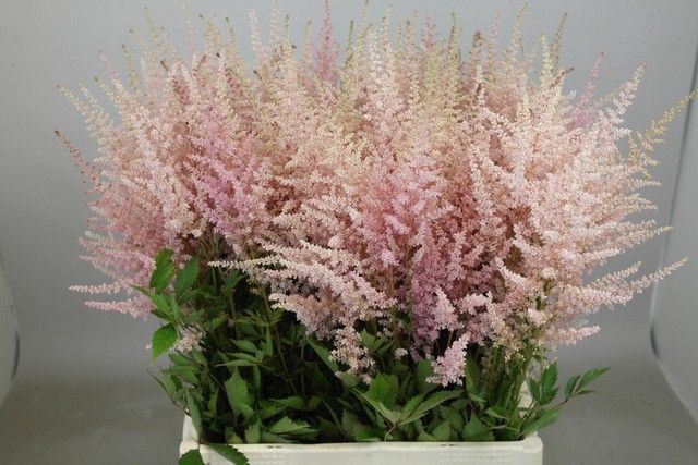 <h4>ASTILBE ARENDSII 'ERIKA'</h4>