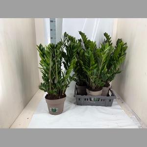 ZAMIO ZAMIIFOLIA