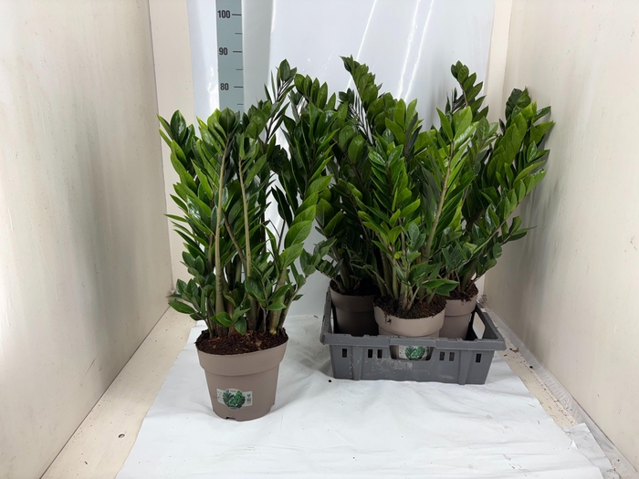 <h4>ZAMIO ZAMIIFOLIA</h4>