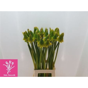 Kniphofia Mag Hap Halloween