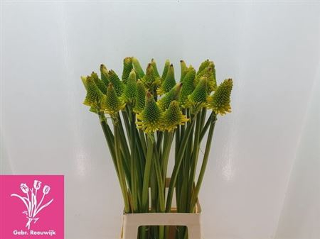 <h4>Kniphofia Mag Hap Halloween</h4>