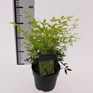Nandina domestica 'Lemon and Lime'PBR