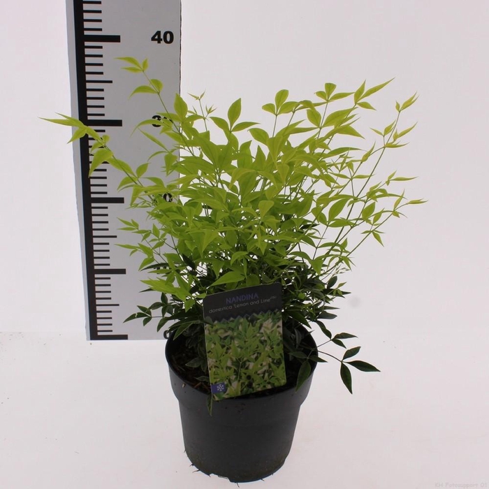 <h4>Nandina domestica 'Lemon and Lime'PBR</h4>