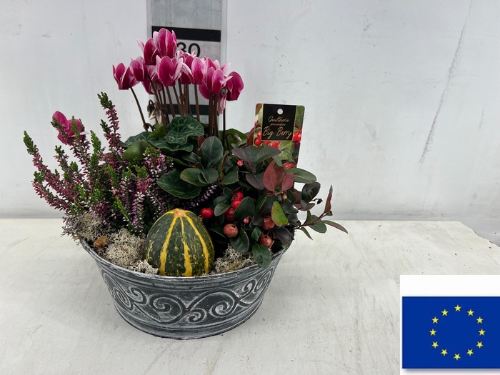 <h4>ARR TUINPLANTEN</h4>