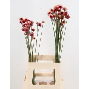INRIDIA FLOWER