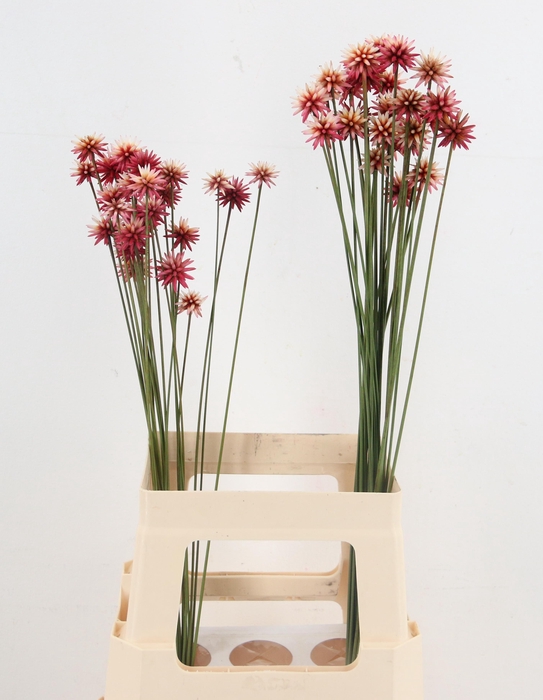 INRIDIA FLOWER