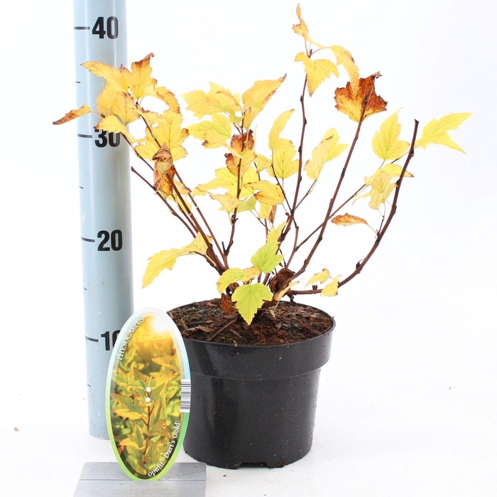 <h4>Physocarpus opulifolius 'Dart's Gold'</h4>