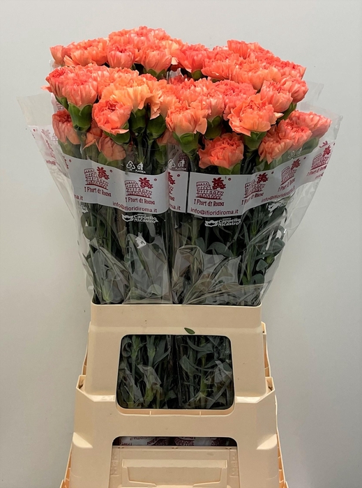 <h4>DI ST MEGAN</h4>