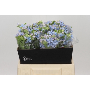 OXY CO TAN PURE BLU