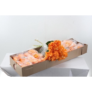 Hydr Soft Orange Tinted Sel Box