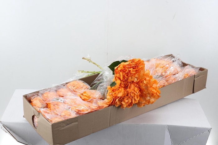 <h4>Hydr Soft Orange Tinted Sel Box</h4>