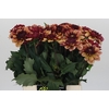 Dahlia Creme de Cognac