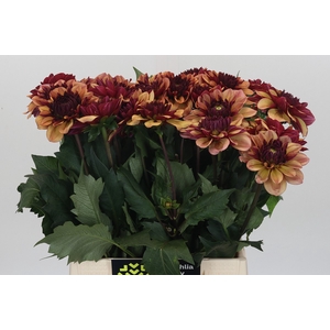 Dahlia Creme de Cognac