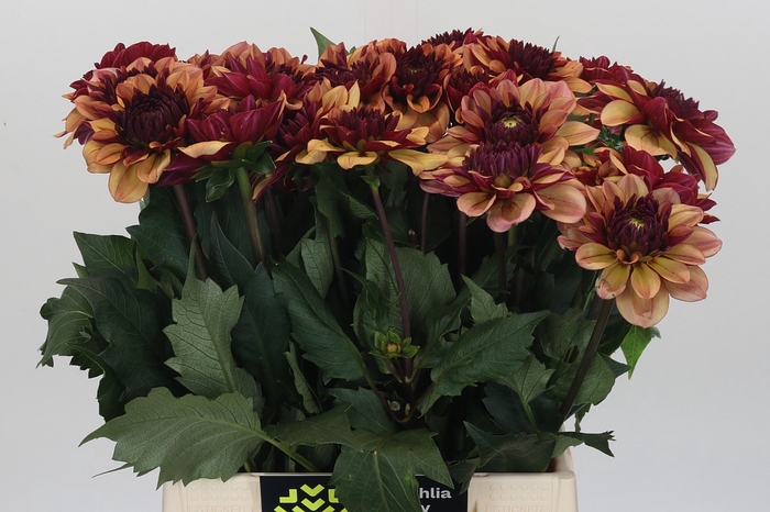 Dahlia Creme de Cognac