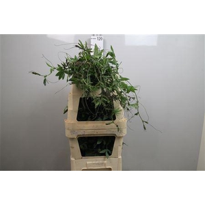 Passieflora Rank