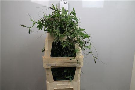 <h4>Passieflora Rank</h4>