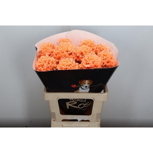 Brassica (fr) Wx Versilia