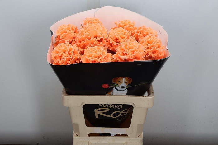 <h4>Brassica (fr) Wx Versilia</h4>