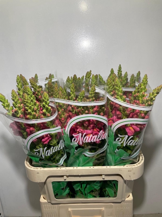 <h4>ANTIR ANTIBES ROSE</h4>