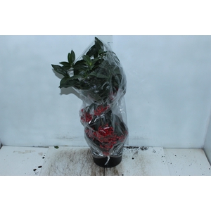 ARDISIA P20