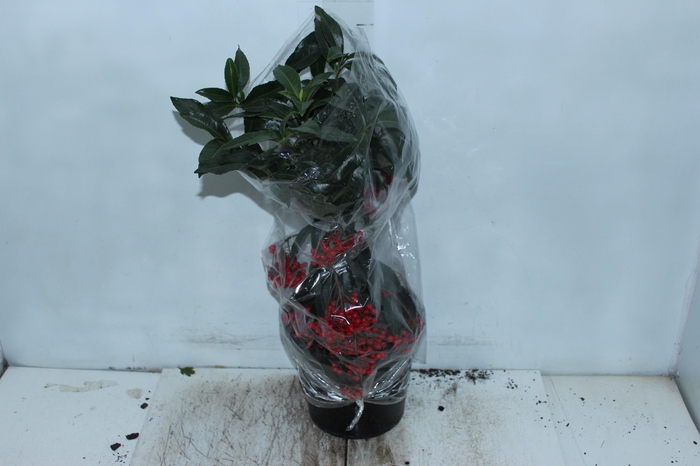 <h4>ARDISIA P20</h4>