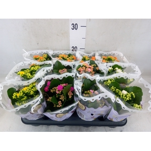 Kalanchoe blos.   ..rosebud mix  5