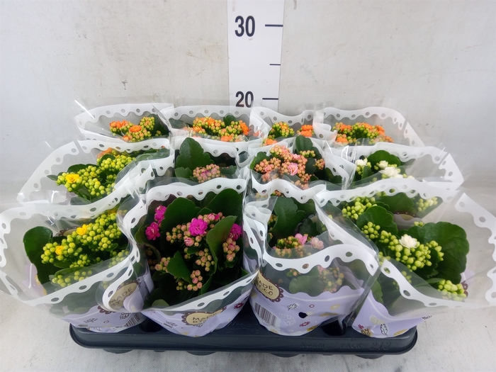 <h4>Kalanchoe blos.   ..rosebud mix  5</h4>
