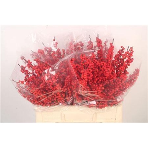 Ilex Verticilata Red Ex