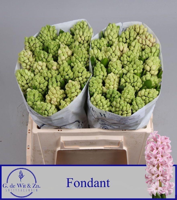 <h4>HYAC FONDANT</h4>