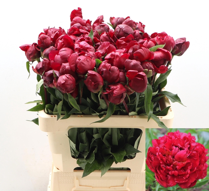 <h4>PAEO L PETER BRAND</h4>