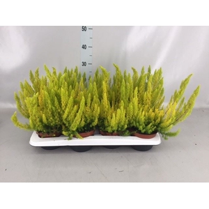 Erica arborea 'Albe'