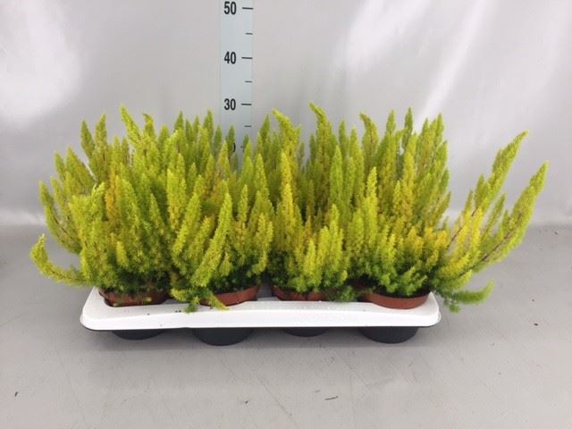<h4>Erica arborea 'Albe'</h4>