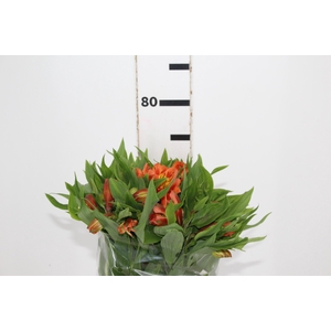 ALST. ORANGE QUEEN 070 CM