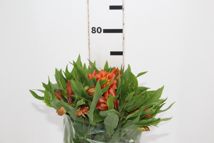<h4>ALST. ORANGE QUEEN 070 CM</h4>
