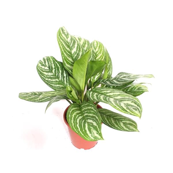 <h4>Aglaonema Stripes</h4>