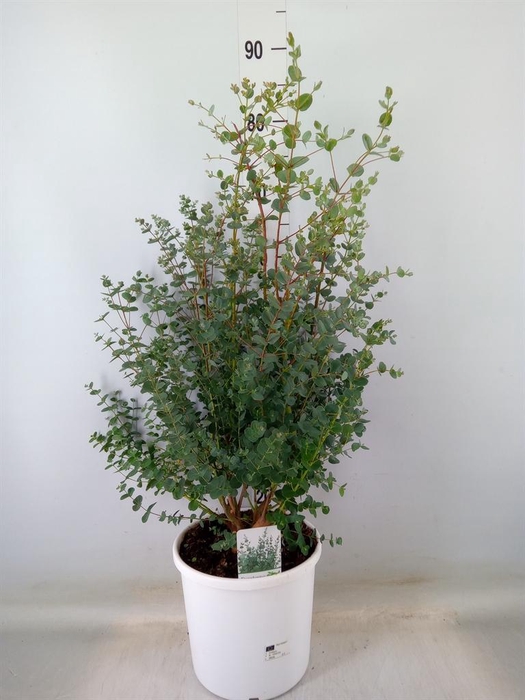 <h4>Eucalyptus gunnii</h4>