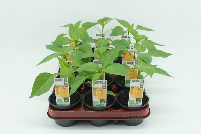 <h4>BKH groente 50470 bio Paprika Geel</h4>