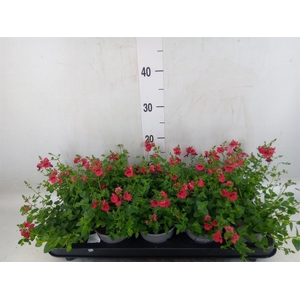 Diascia  'Piccadilly Red'