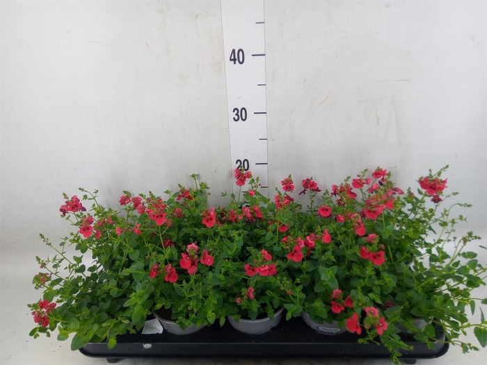 <h4>Diascia  'Piccadilly Red'</h4>