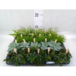 Planten  ..mix