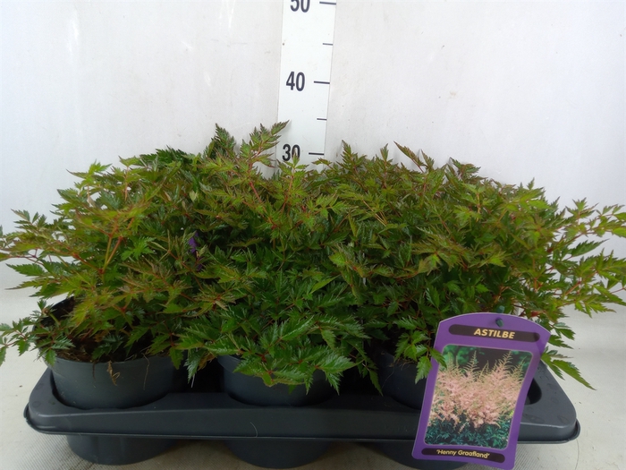 <h4>Astilbe simplicif. 'Hennie Graafla'</h4>