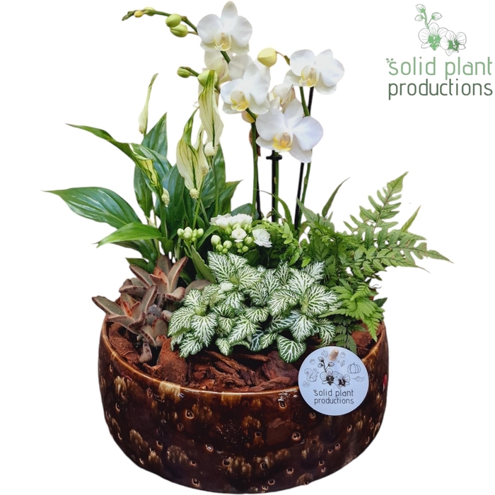<h4>PH103 Sophia Brown 9cm 2-3Tak</h4>