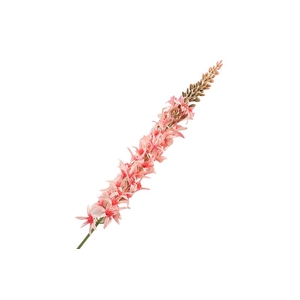 Eremurus Pink