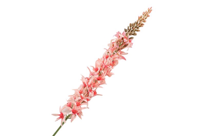<h4>Eremurus Pink</h4>