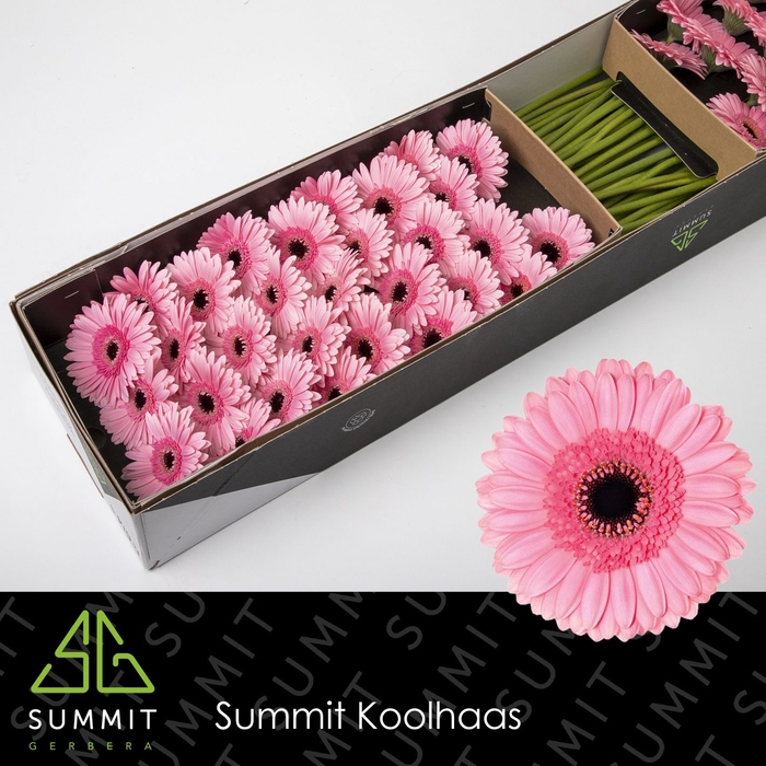 <h4>Germini Petticoat Half doos</h4>